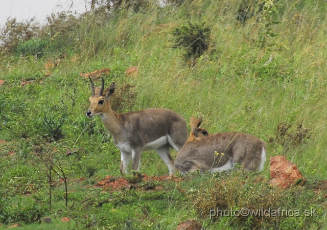 _DSC3252.JPG - Mountain reedbucks (Redunca fulvorufula)