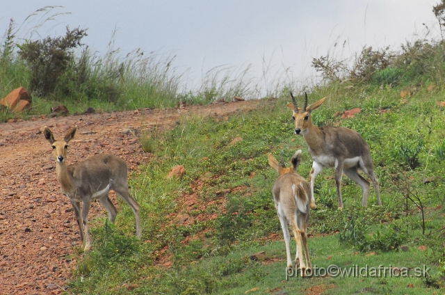 _DSC3254.JPG - Mountain reedbucks (Redunca fulvorufula)