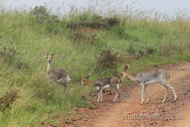 _DSC3257.JPG - Mountain reedbucks (Redunca fulvorufula)