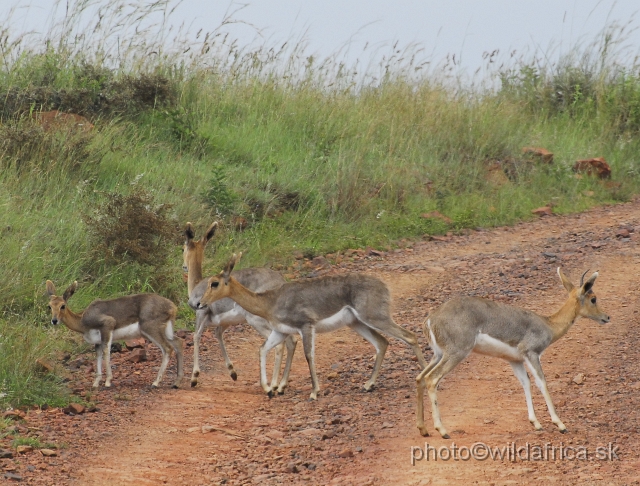 _DSC3258.JPG - Mountain reedbucks (Redunca fulvorufula)