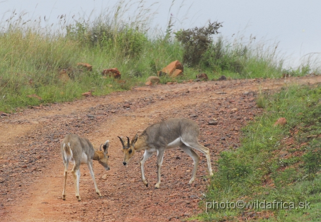 _DSC3259.JPG - Mountain reedbucks (Redunca fulvorufula)