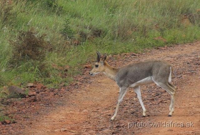 _DSC3263.JPG - Mountain reedbuck (Redunca fulvorufula)