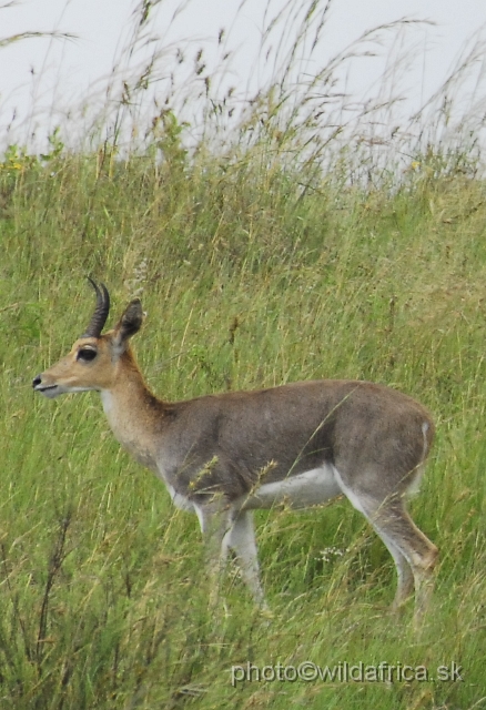 _DSC3264.JPG - Mountain reedbuck (Redunca fulvorufula)