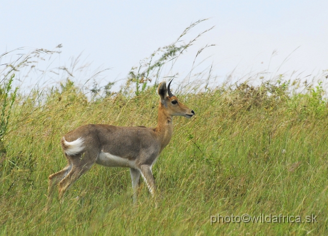 _DSC3269.JPG - Mountain reedbuck (Redunca fulvorufula)