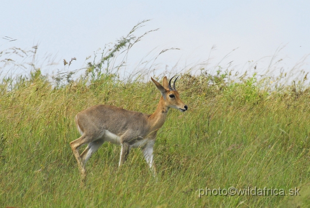 _DSC3270.JPG - Mountain reedbuck (Redunca fulvorufula)