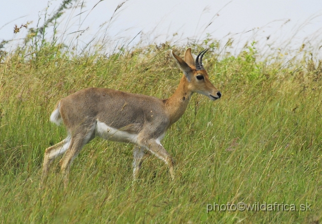 _DSC3271.JPG - Mountain reedbuck (Redunca fulvorufula)