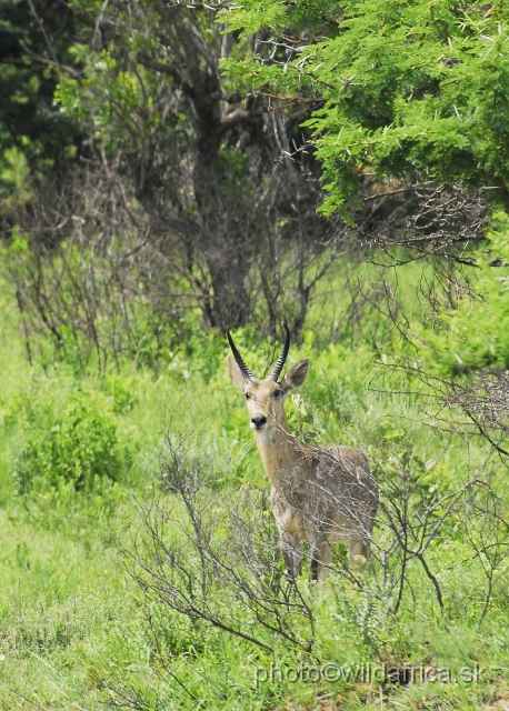 _DSC3287.JPG - Southern reedbuck (Redunca arundinum)