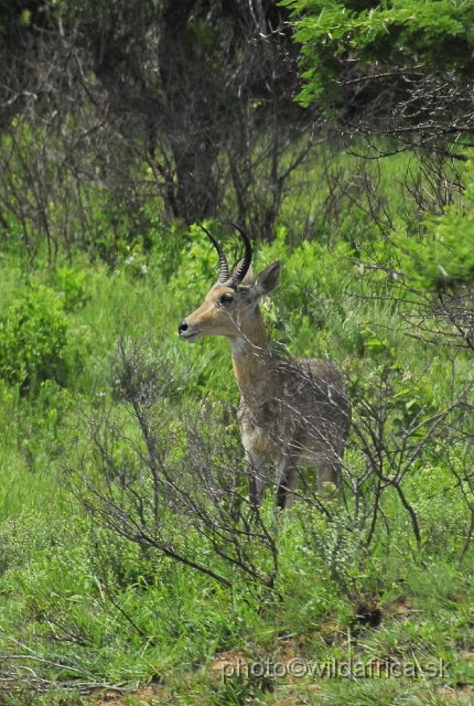 _DSC3292.JPG - Southern reedbuck (Redunca arundinum)