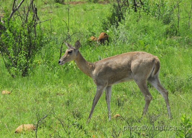 _DSC3298.JPG - Southern reedbuck (Redunca arundinum)