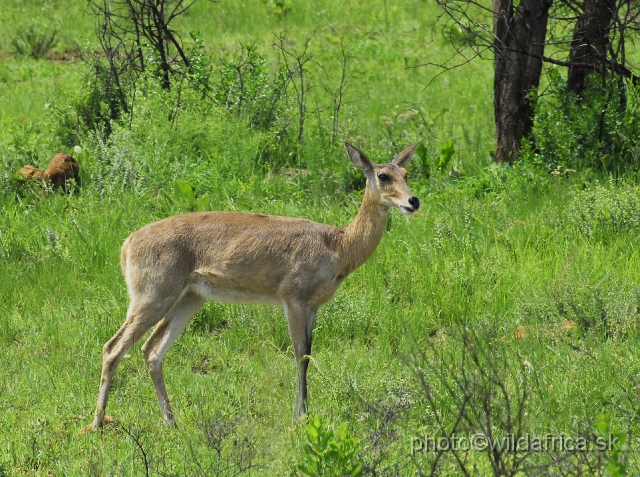 _DSC3302.JPG - Southern reedbuck (Redunca arundinum)