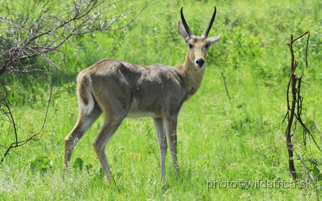 _DSC3306.JPG - Southern Reedbuck (Redunca arundinum)