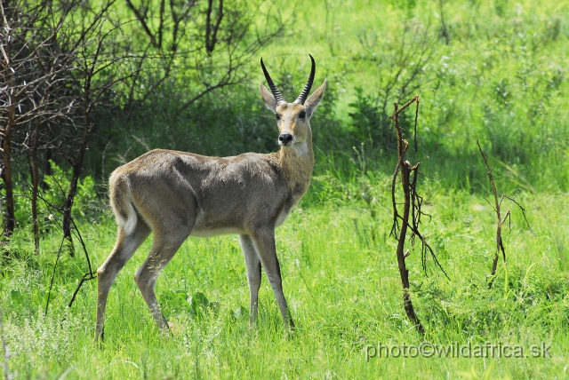 _DSC3312.JPG - Southern reedbuck (Redunca arundinum)