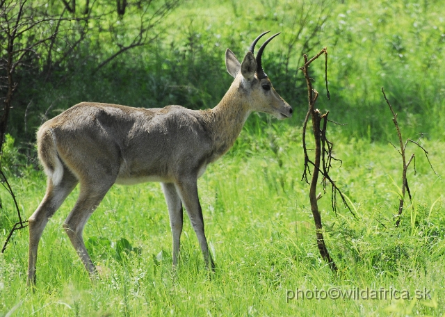 _DSC3313.JPG - Southern reedbuck (Redunca arundinum)