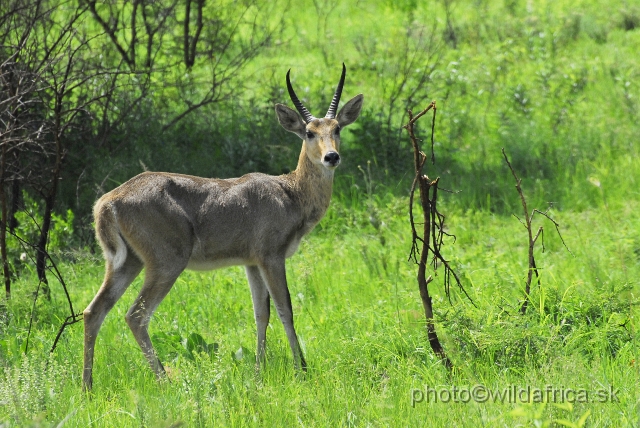 _DSC3314.JPG - Southern reedbuck (Redunca arundinum)