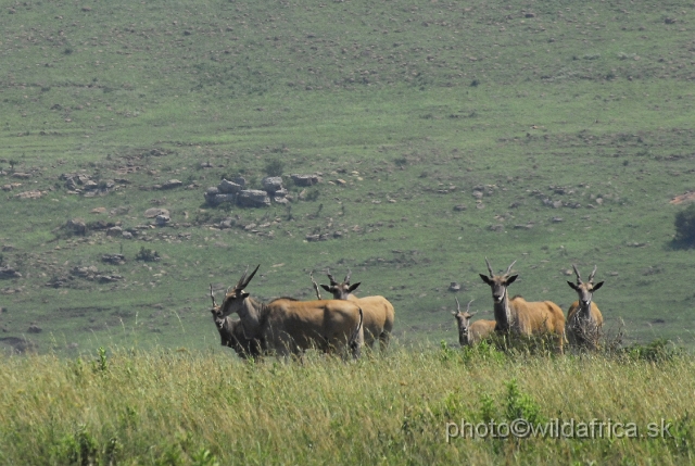 _DSC3323.JPG - Common Eland (Taurotragus oryx), Ngubu