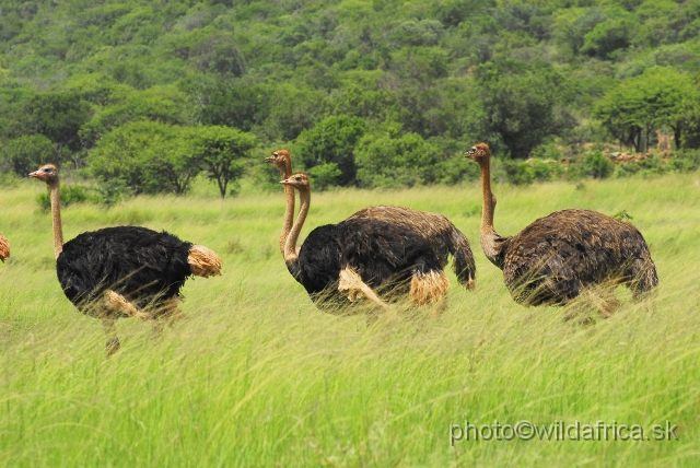 _DSC3334.JPG - Ostrich (Struthio camelus)