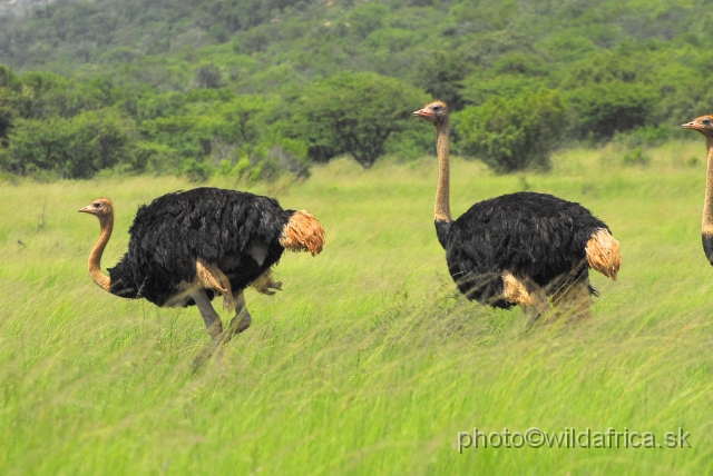 _DSC3335.JPG - Ostrich (Struthio camelus)