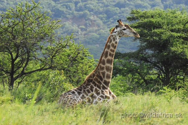 _DSC3342.JPG - Southern Giraffe (Giraffa camelopardalis giraffa), Nghubhu loop