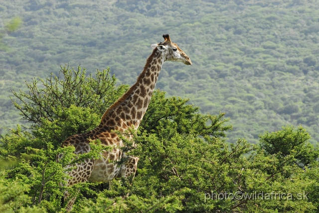 _DSC3347.JPG - Southern Giraffe, Nghubhu loop