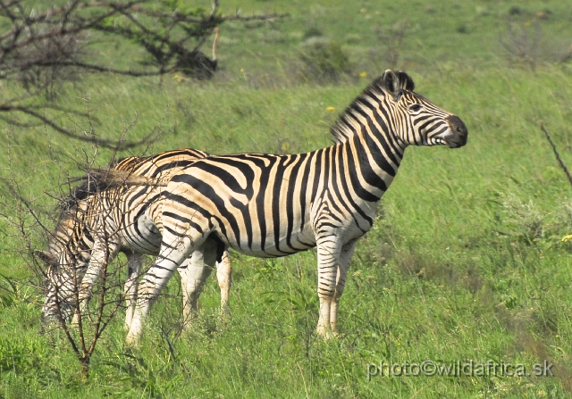 _DSC3351.JPG - The zebras of Ithala seemed to me as an hybrid between Kruger and Kwa-Zulu Natal zebras.