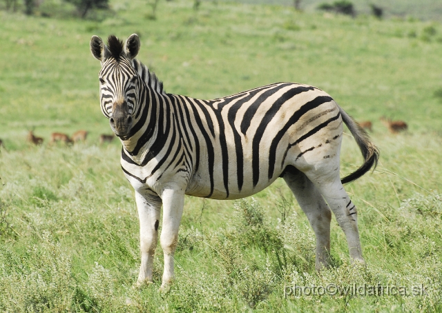 _DSC3355.JPG - The zebras of Ithala seemed to me as an hybrid between Kruger and Kwa-Zulu Natal zebras.