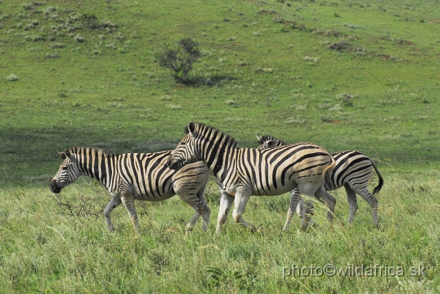 _DSC3362.JPG - The zebras of Ithala seemed to me as an hybrid between Kruger and Kwa-Zulu Natal zebras.