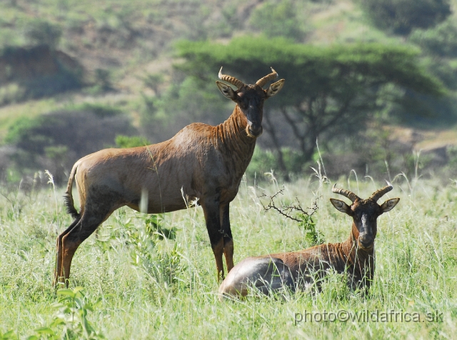 _DSC3385.JPG - Tsessebe