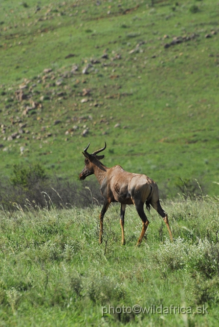 _DSC3389.JPG - Tsessebe