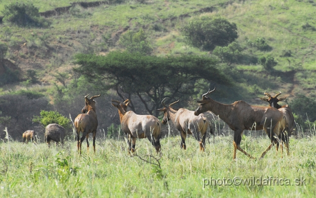 _DSC3394.JPG - This is largest herd we seen near the Mvunyane Main Gate.