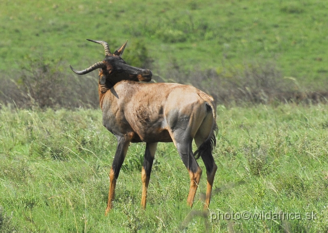 _DSC3402.JPG - Tsessebe