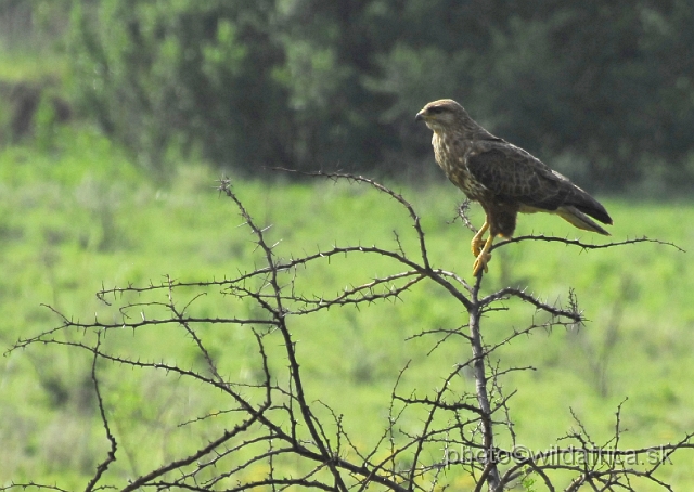 _DSC3406.JPG - Steppe Buzzard (Buteo vulpinus)