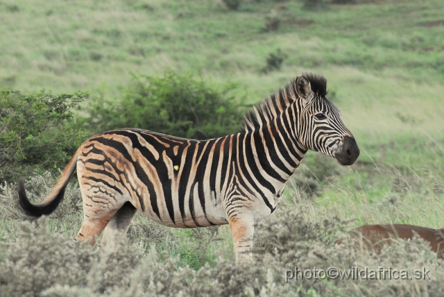 _DSC3408.JPG - The zebras of Ithala seemed to me as an hybrid between Kruger and Kwa-Zulu Natal zebras.