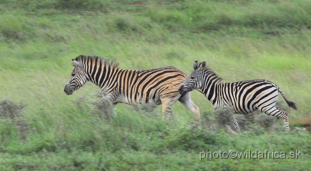 _DSC3419.JPG - The zebras of Ithala seemed to me as an hybrid between Kruger and Kwa-Zulu Natal zebras.