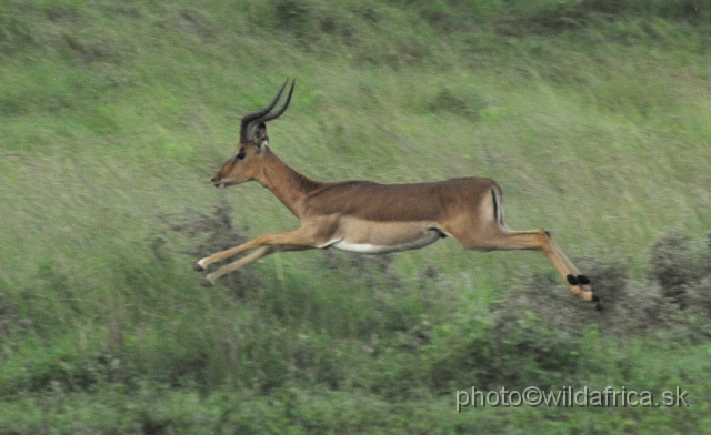 _DSC3430.JPG - Impala