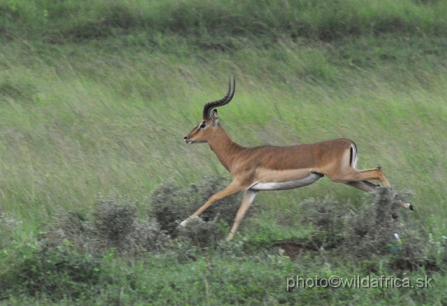 _DSC3433.JPG - Impala