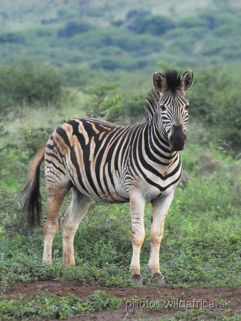 _DSC3440.JPG - The zebras of Ithala seemed to me as an hybrid between Kruger and Kwa-Zulu Natal zebras.