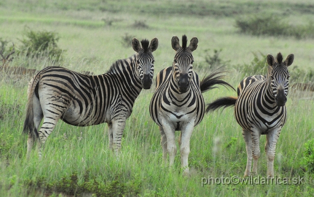 _DSC3446.JPG - The zebras of Ithala seemed to me as an hybrid between Kruger and Kwa-Zulu Natal zebras.