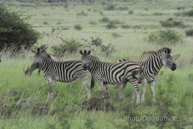 _DSC3450.JPG - The zebras of Ithala seemed to me as an hybrid between Kruger and Kwa-Zulu Natal zebras.