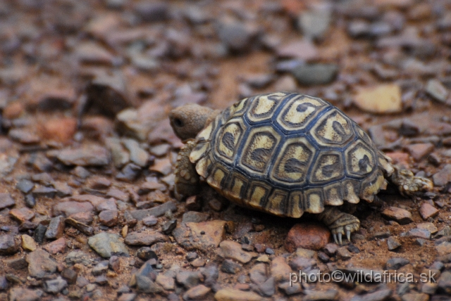 _DSC3458.JPG - Young leopard tortoise (Stigmochelys pardalis)