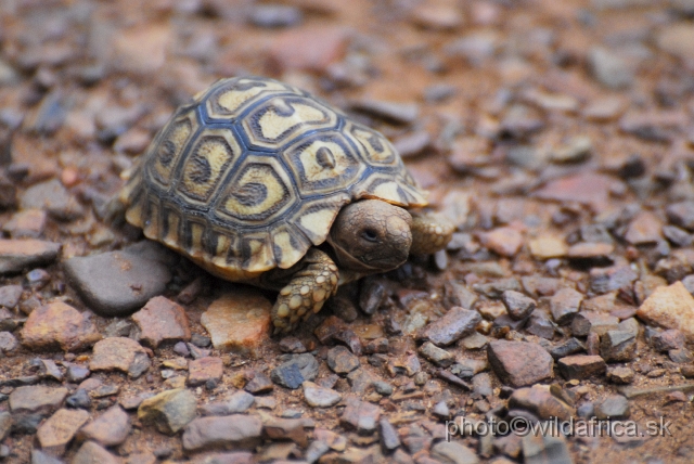 _DSC3459.JPG - Young leopard tortoise (Stigmochelys pardalis)