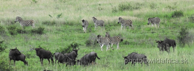 _DSC3462.JPG - Blue Wildebeests and Zebras