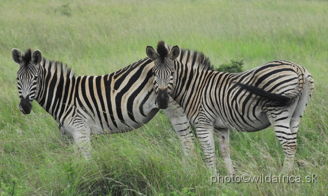 _DSC3476.JPG - The zebras of Ithala seemed to me as an hybrid between Kruger and Kwa-Zulu Natal zebras.