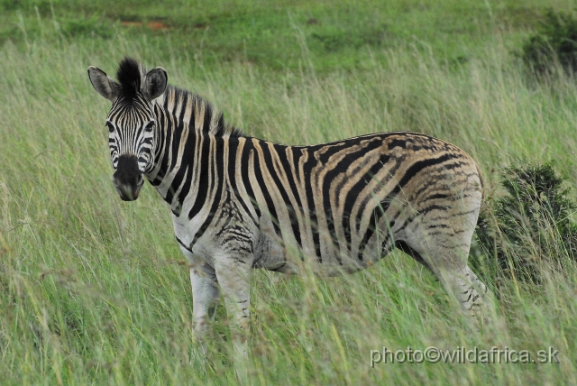 _DSC3478.JPG - The zebras of Ithala seemed to me as an hybrid between Kruger and Kwa-Zulu Natal zebras.