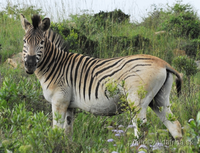 _DSC3479.JPG - They were also introduced here. This specimen is very unique, it has unfinished stripes on the belly, no stripes on the forelegs and hindlegs. The background color is brownish white. Is it an genetical commemoration of relative quagga?