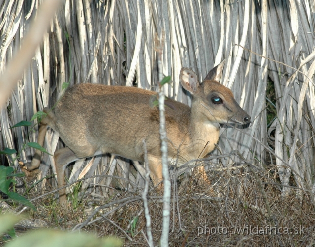 DSC_0107.JPG - This is endemic island subspecies of Suni (Nesotragus moschatus moschatus).