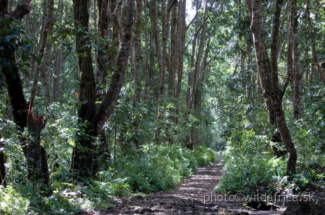 DSC_0997.JPG - Jozani Forest Natural Trail