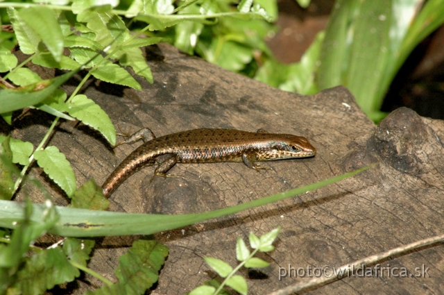 DSC_1020.JPG - Trachylepis sp.