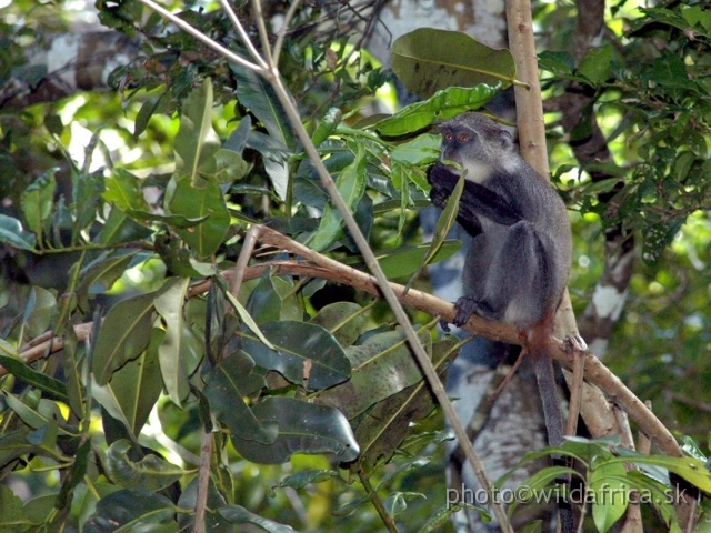 DSC_1033.JPG - Zanzibar Sykes' Monkey (Cercopithecus albogularis albogularis)