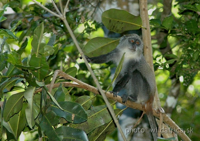 DSC_1038.JPG - Zanzibar Sykes' Monkey (Cercopithecus albogularis albogularis)