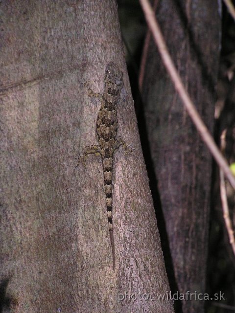 P8300387.JPG - There is around 52 species of geckos in the East Africa